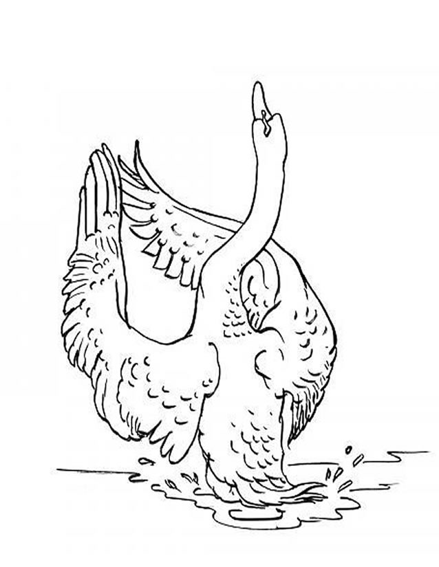 Cisne #2794