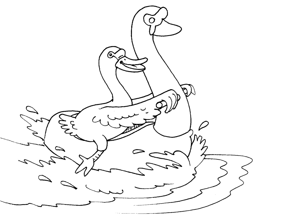 Cisne #2795
