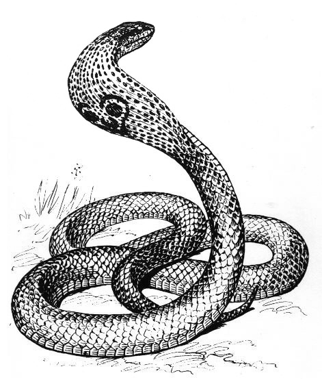 Cobra #2814