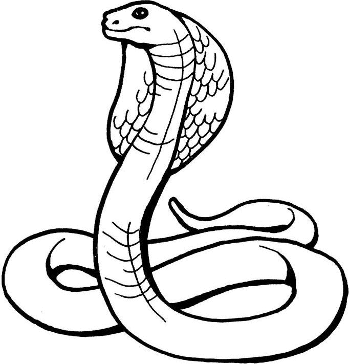 Cobra #2823