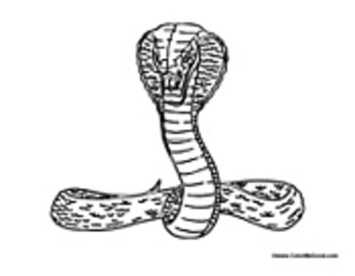 Cobra #2824