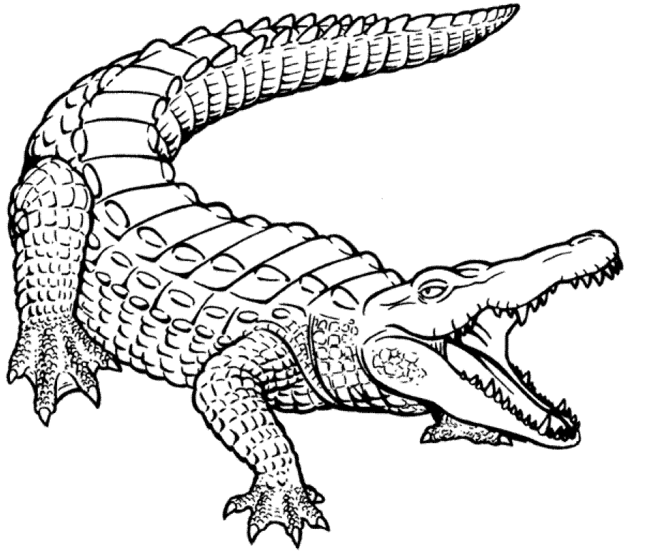 Cocodrilo #2832