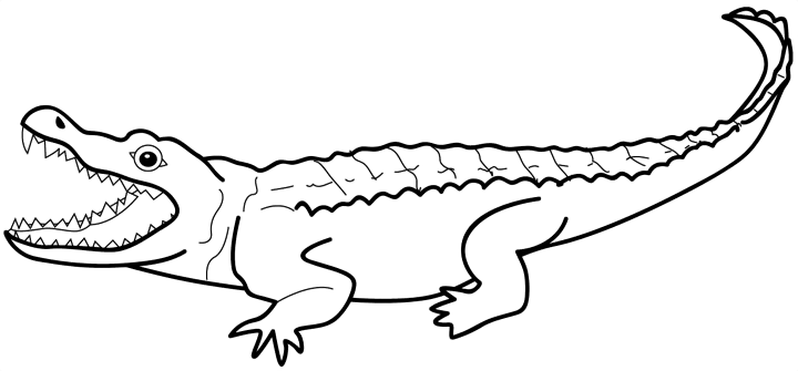 Cocodrilo #2834