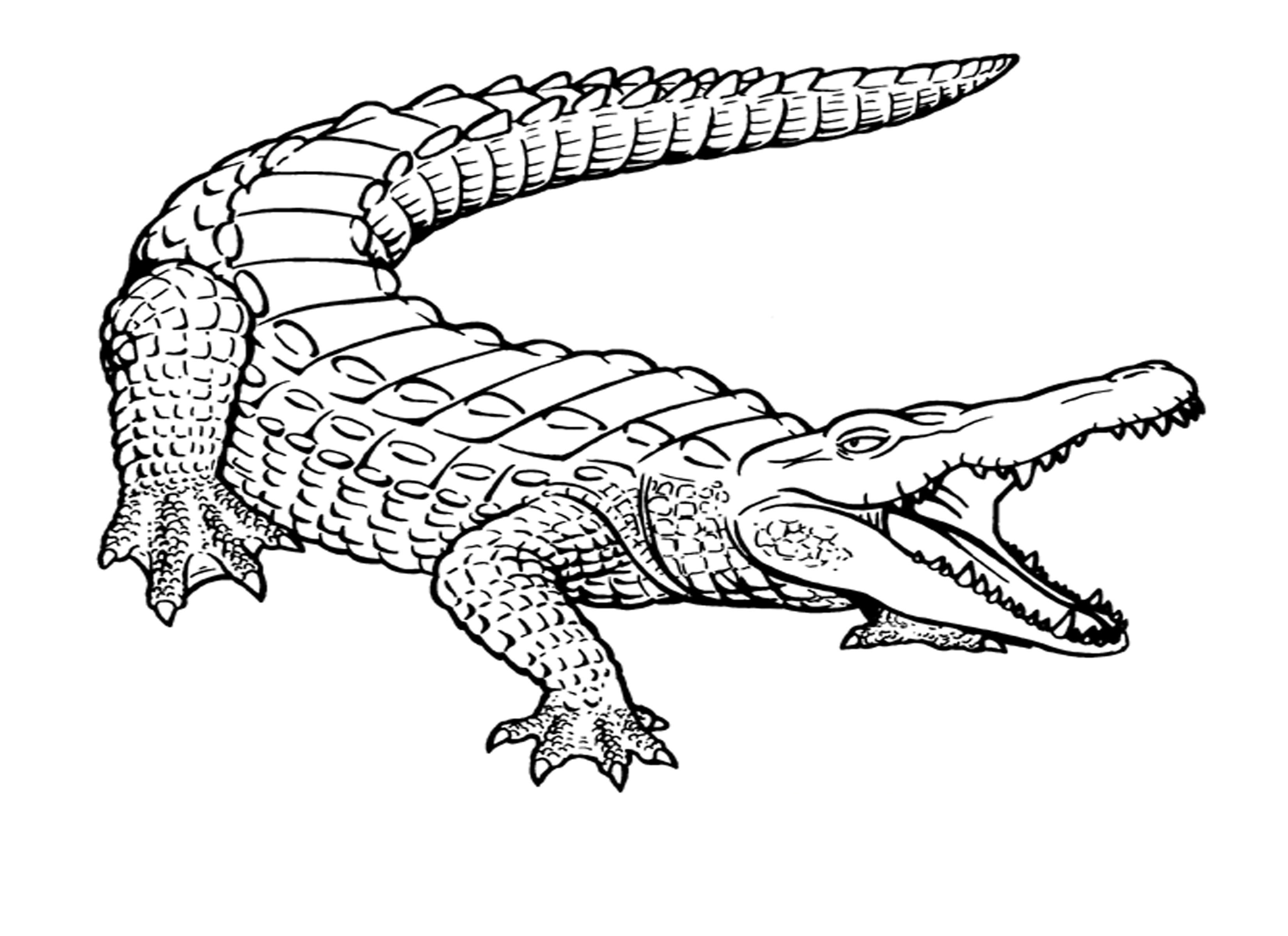 Cocodrilo #2836