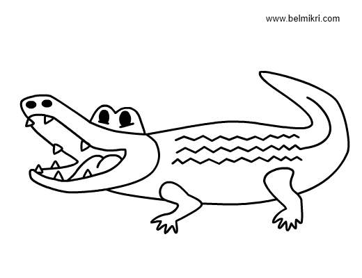 Cocodrilo #2838
