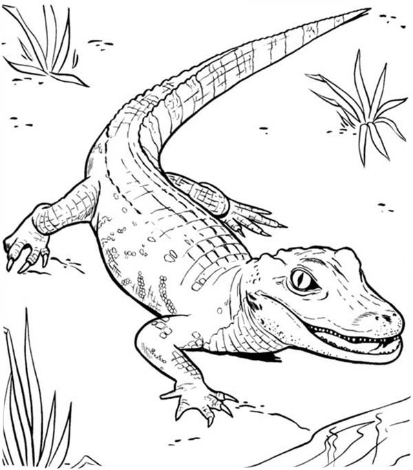 Cocodrilo #2841