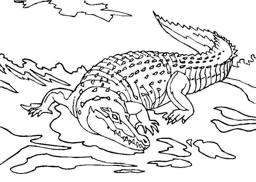 Cocodrilo #2843