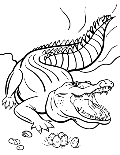 Cocodrilo #2851