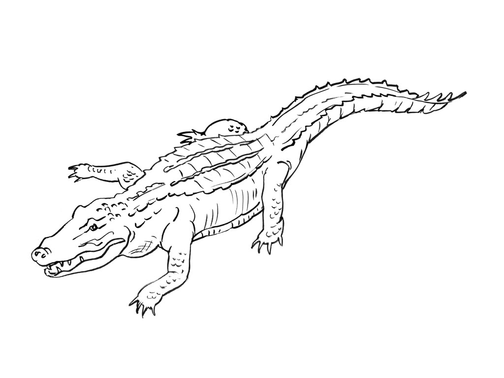 Cocodrilo #2857