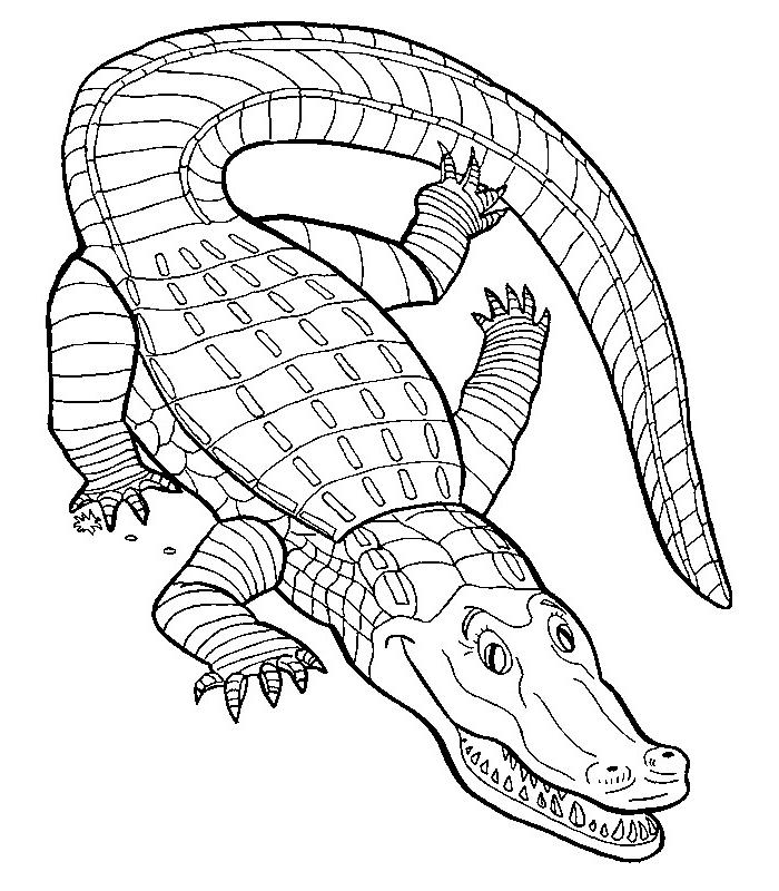 Cocodrilo #2859
