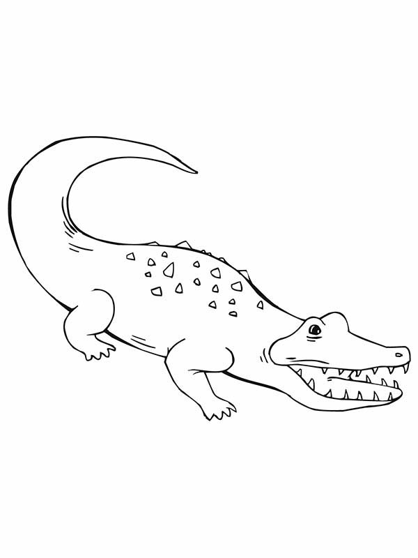 Cocodrilo #2863