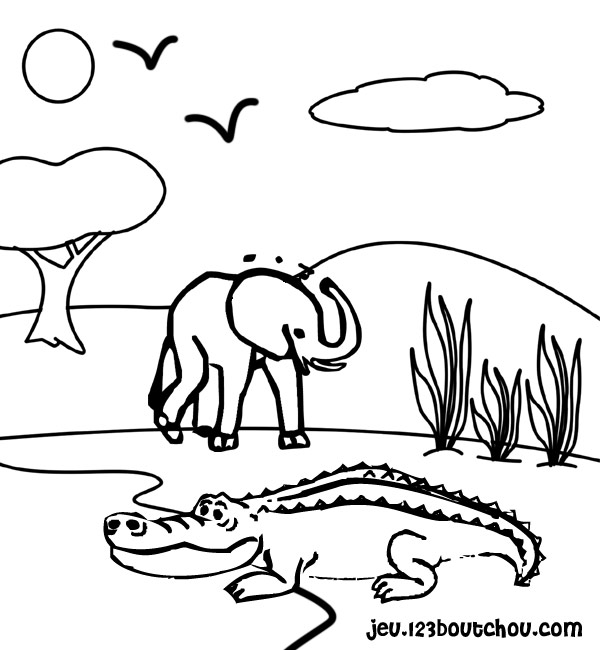 Cocodrilo #2864