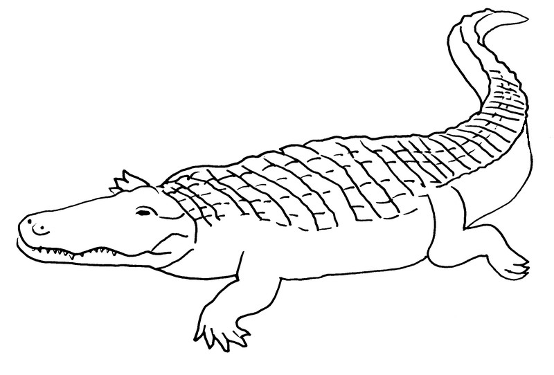 Cocodrilo #2869