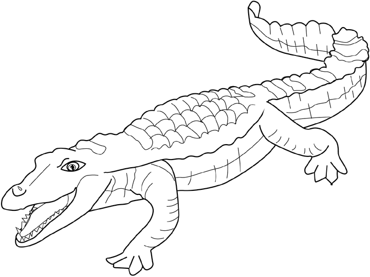 Cocodrilo #2890
