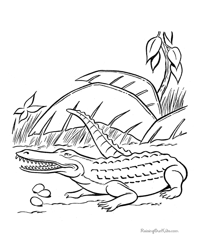 Cocodrilo #2901