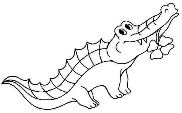 Cocodrilo #2903