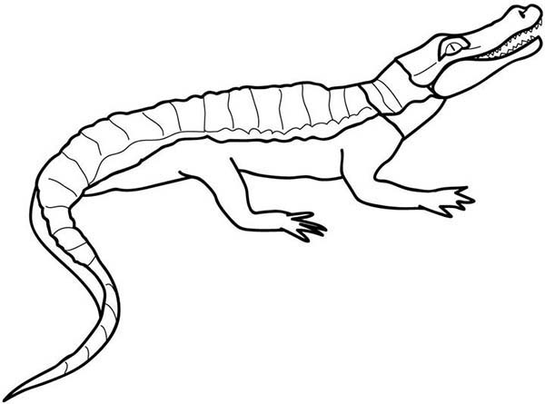 Cocodrilo #2907