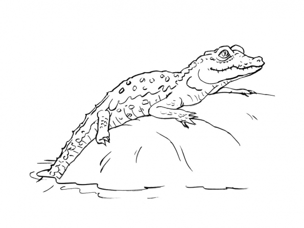 Cocodrilo #2924