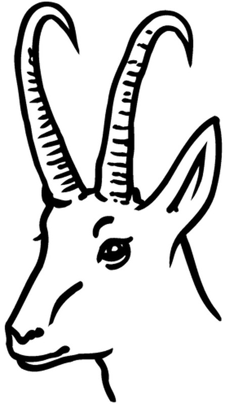 Coneja #2957