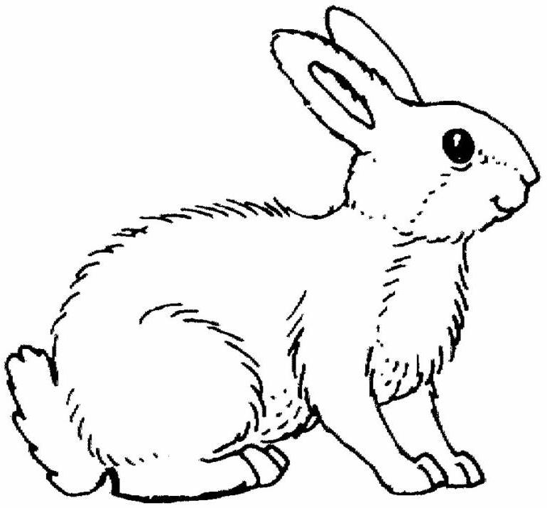 Conejo #3022