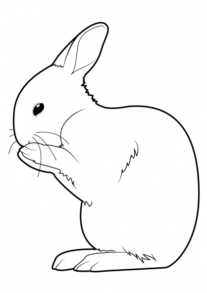 Conejo #3024