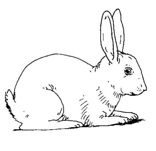 Conejo #3032
