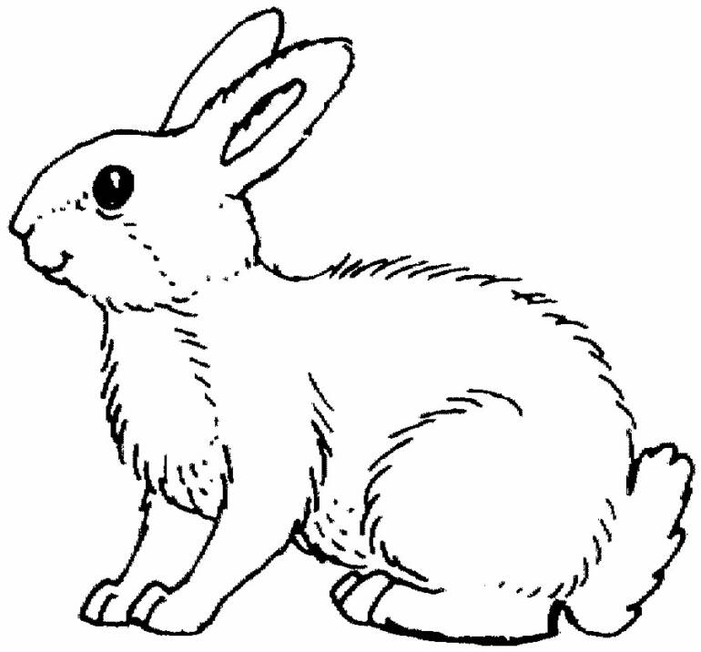 Conejo #3045