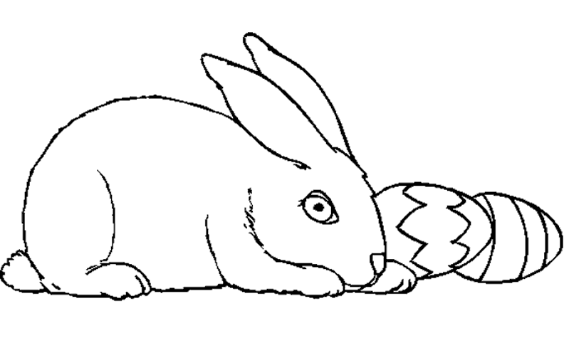 Conejo #3047