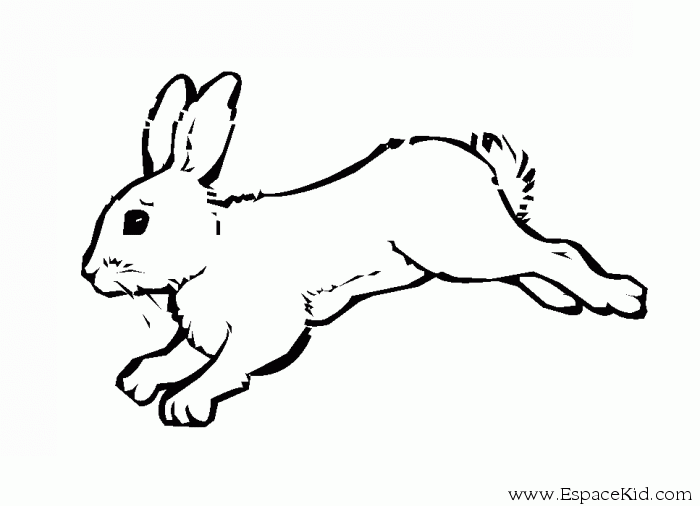 Conejo #3048