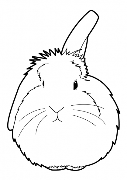 Conejo #3053