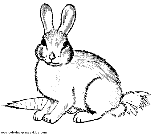 Conejo #3063