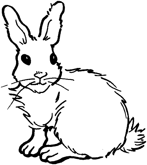 Conejo #3078