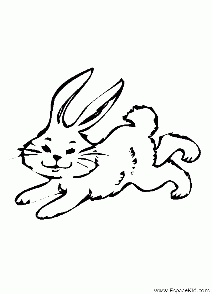 Conejo #3095