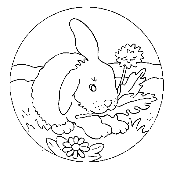 Conejo #3096
