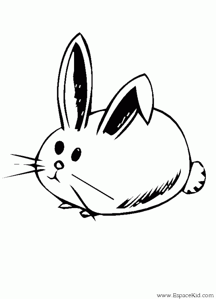 Conejo #3105