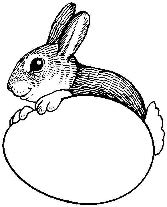 Conejo #3129