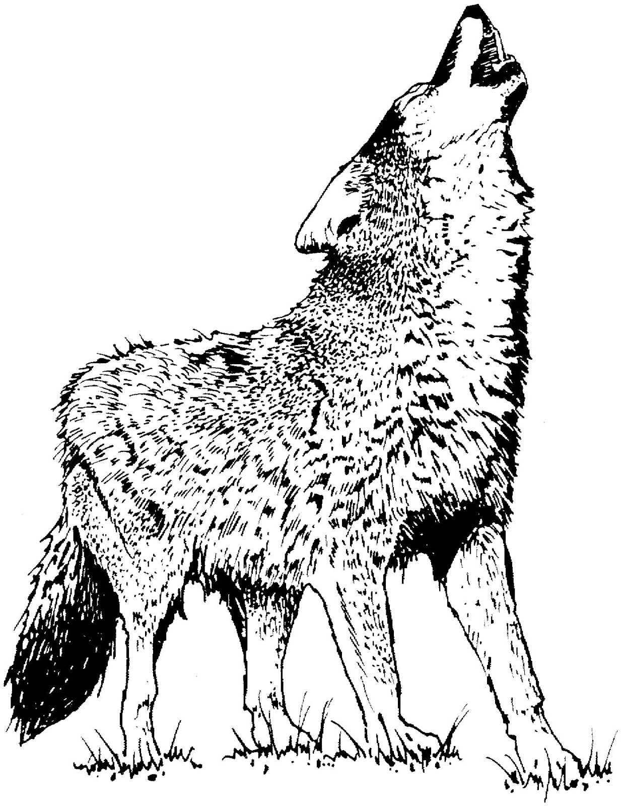 Coyote #3197