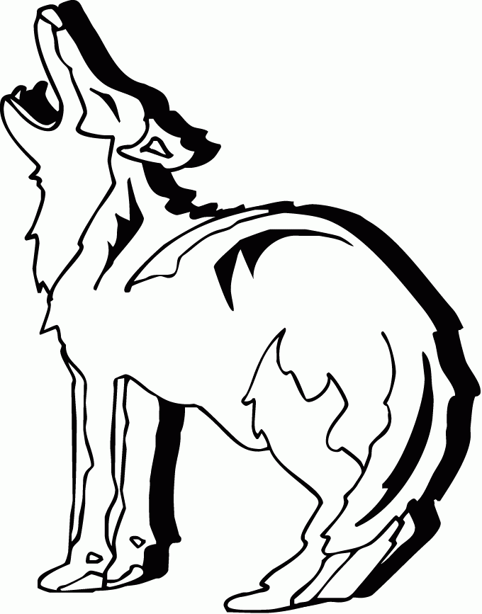 Coyote #3199