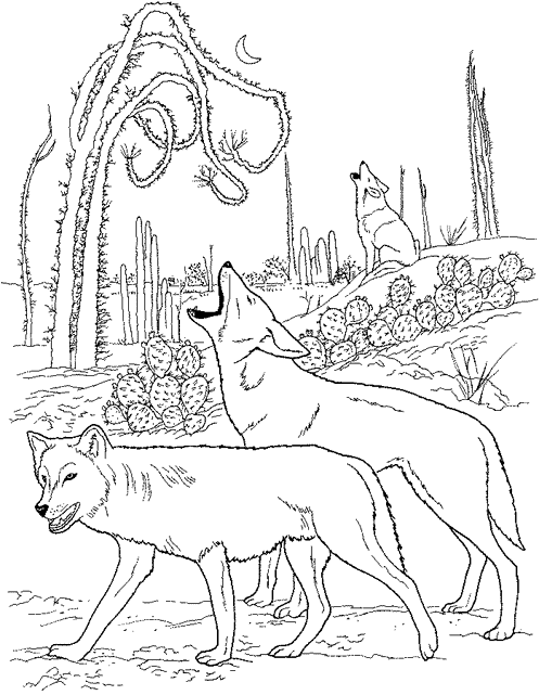 Coyote #3208