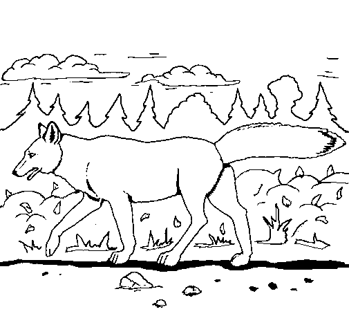 Coyote #3217