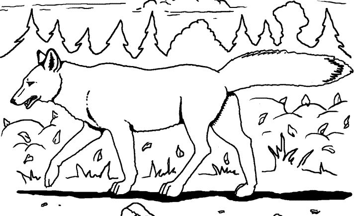 Coyote #3241