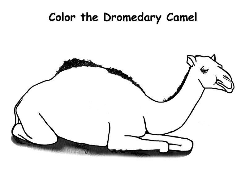 Dromedario #3682