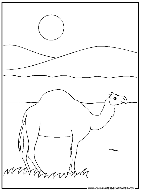 Dromedario #3694
