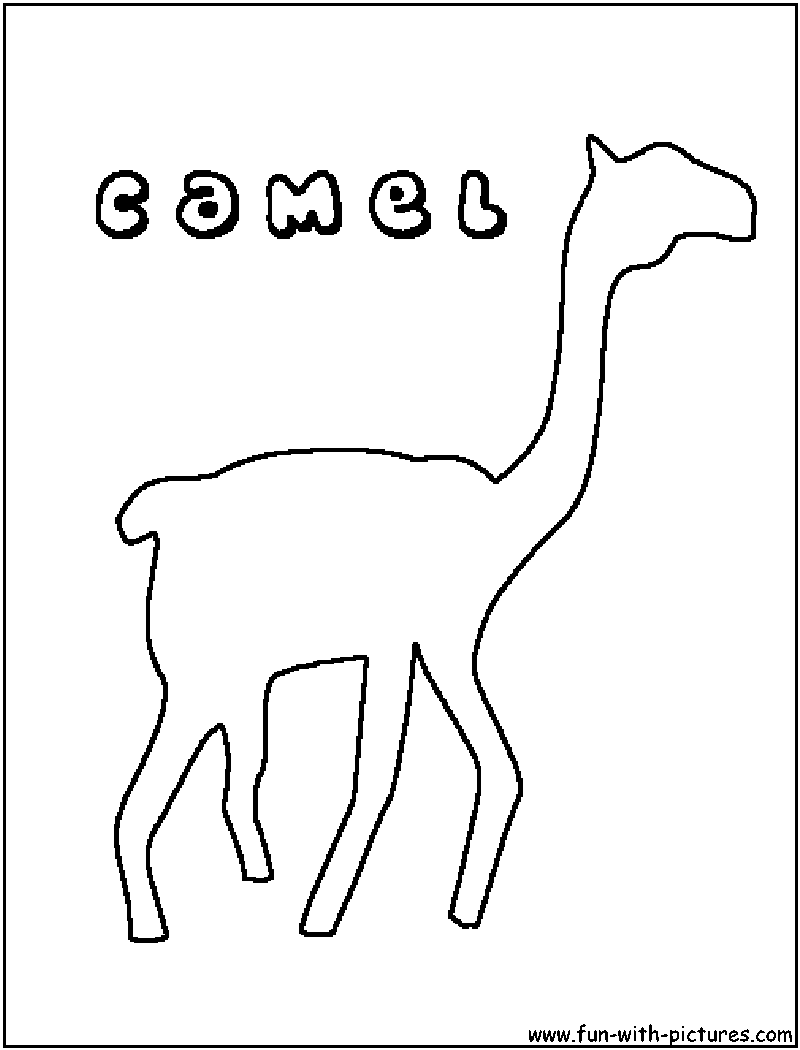 Dromedario #3732