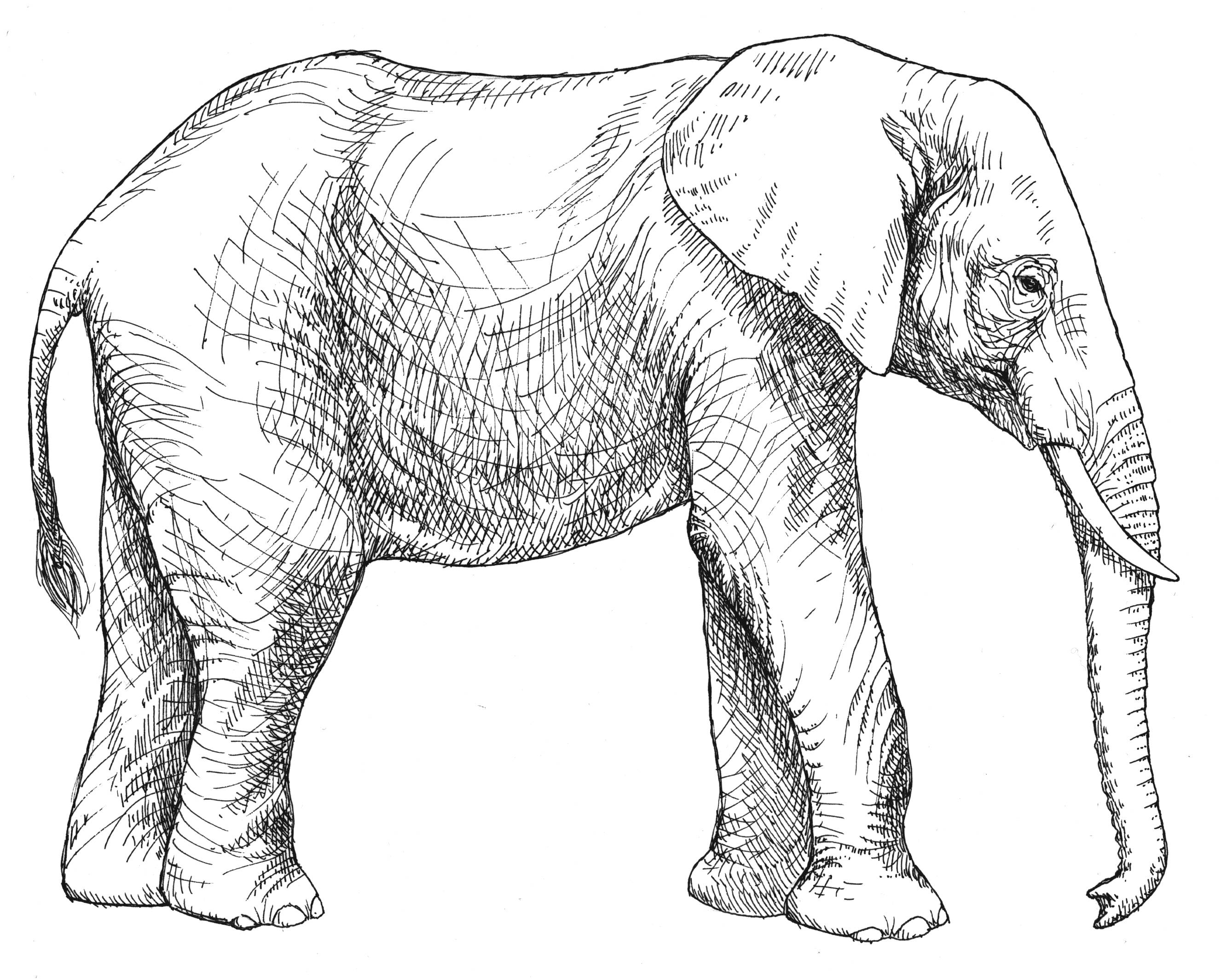 Elefante #3750