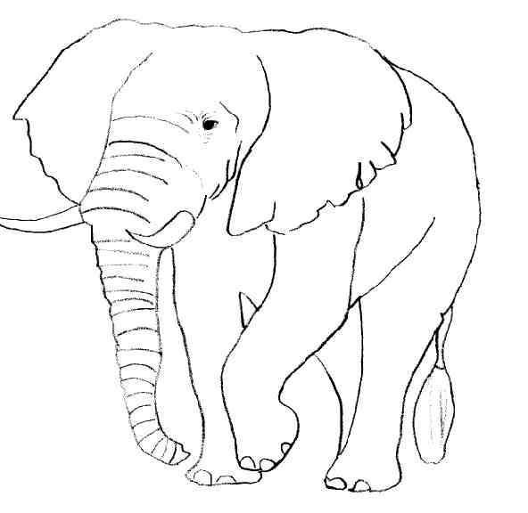 Elefante #3758