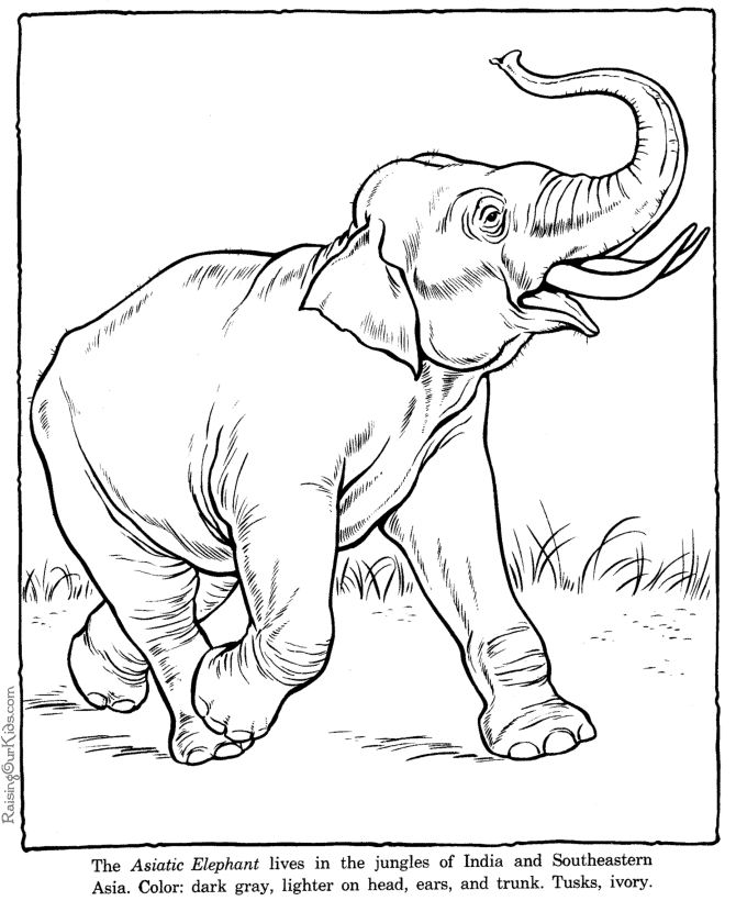 Elefante #3762