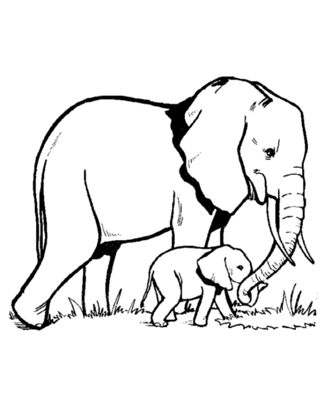 Elefante #3778