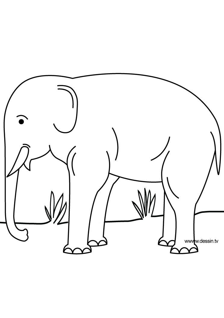 Elefante #3781
