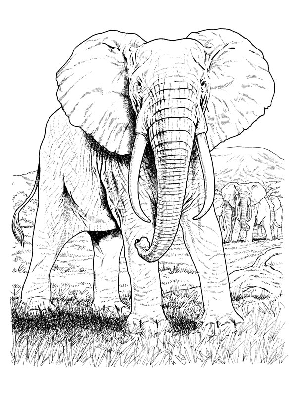 Elefante #3786
